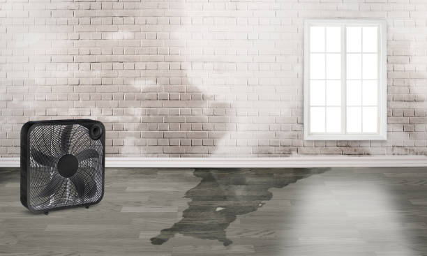 Best Water damage restoration mold remediation  in Perryville, MO